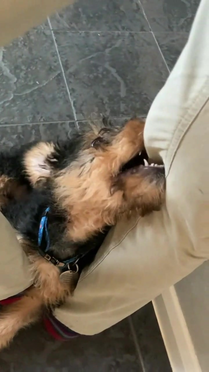 @Archie the Airedale terrier