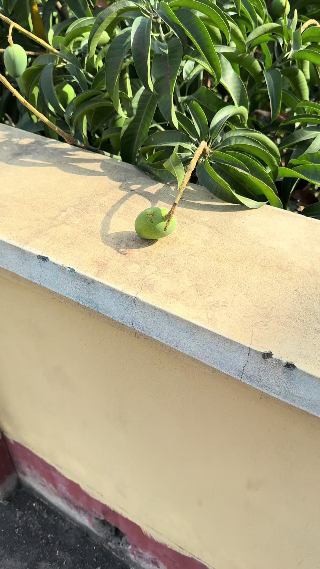 @Meraz Rahman 🇧🇩