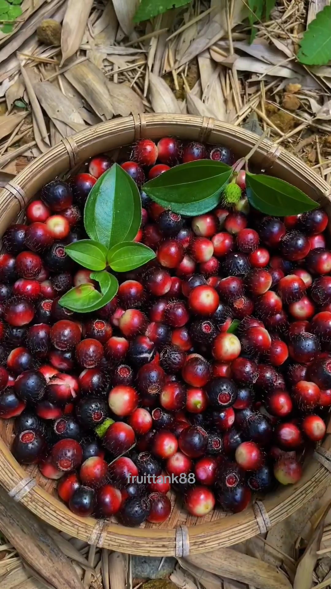@Fruits88๐๐๐