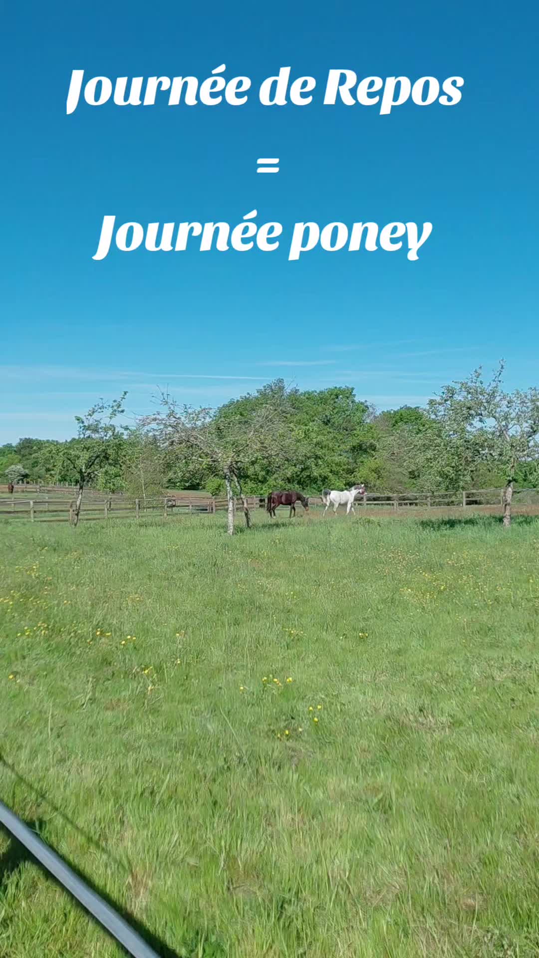 @Le Journal D'un Cheval & Cie