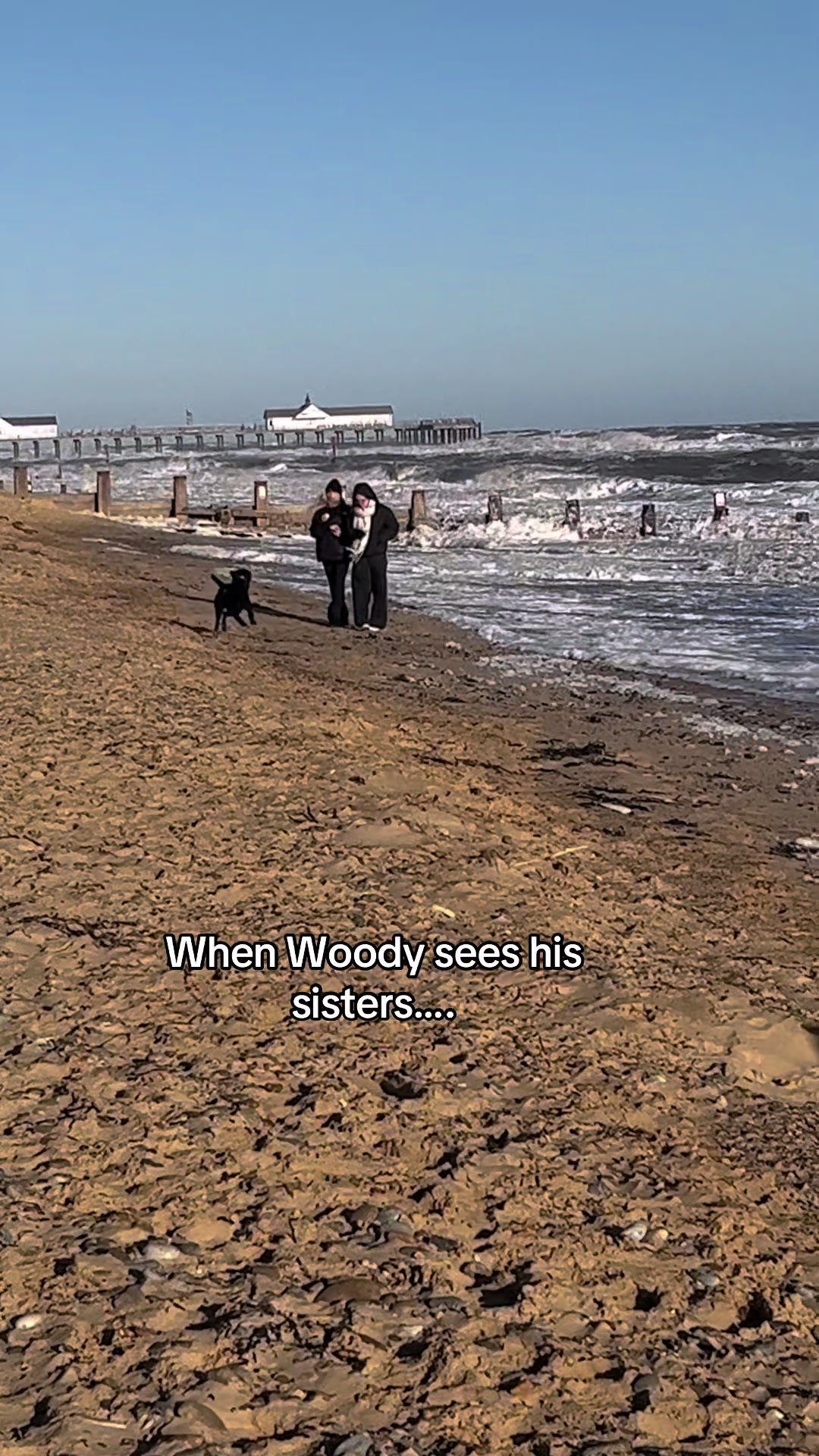 @Janey,Harley&Woody😊🐶🐶