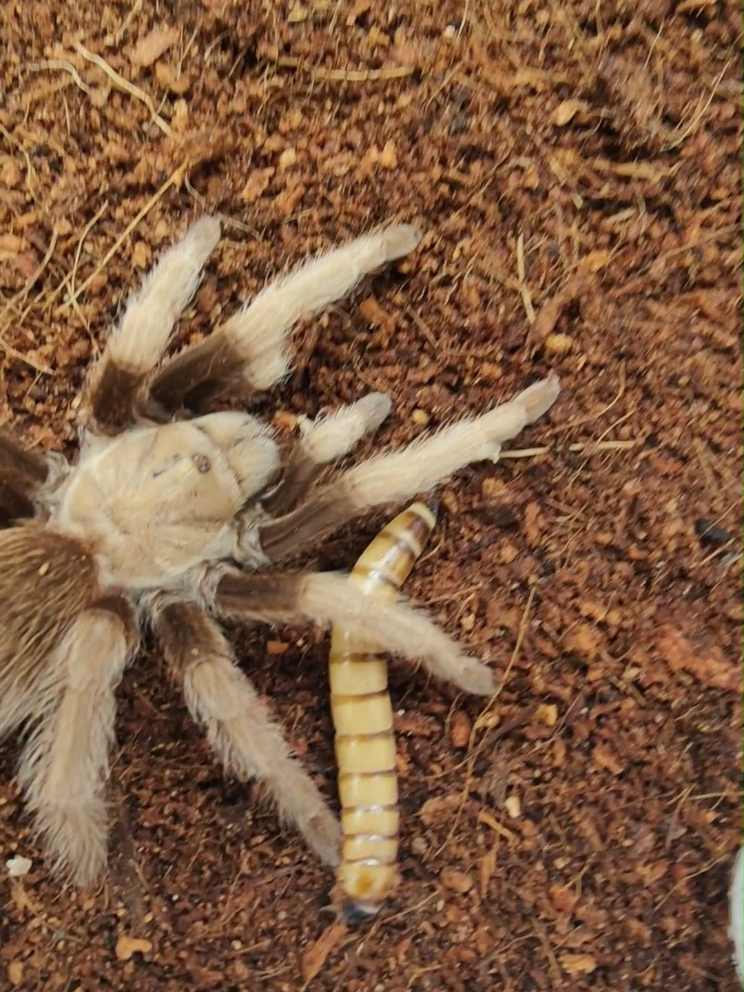 @The Spider Shop