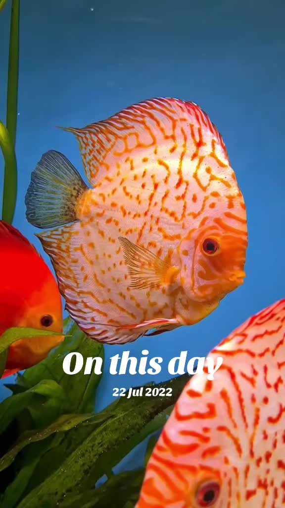 @Discus and Koi fish