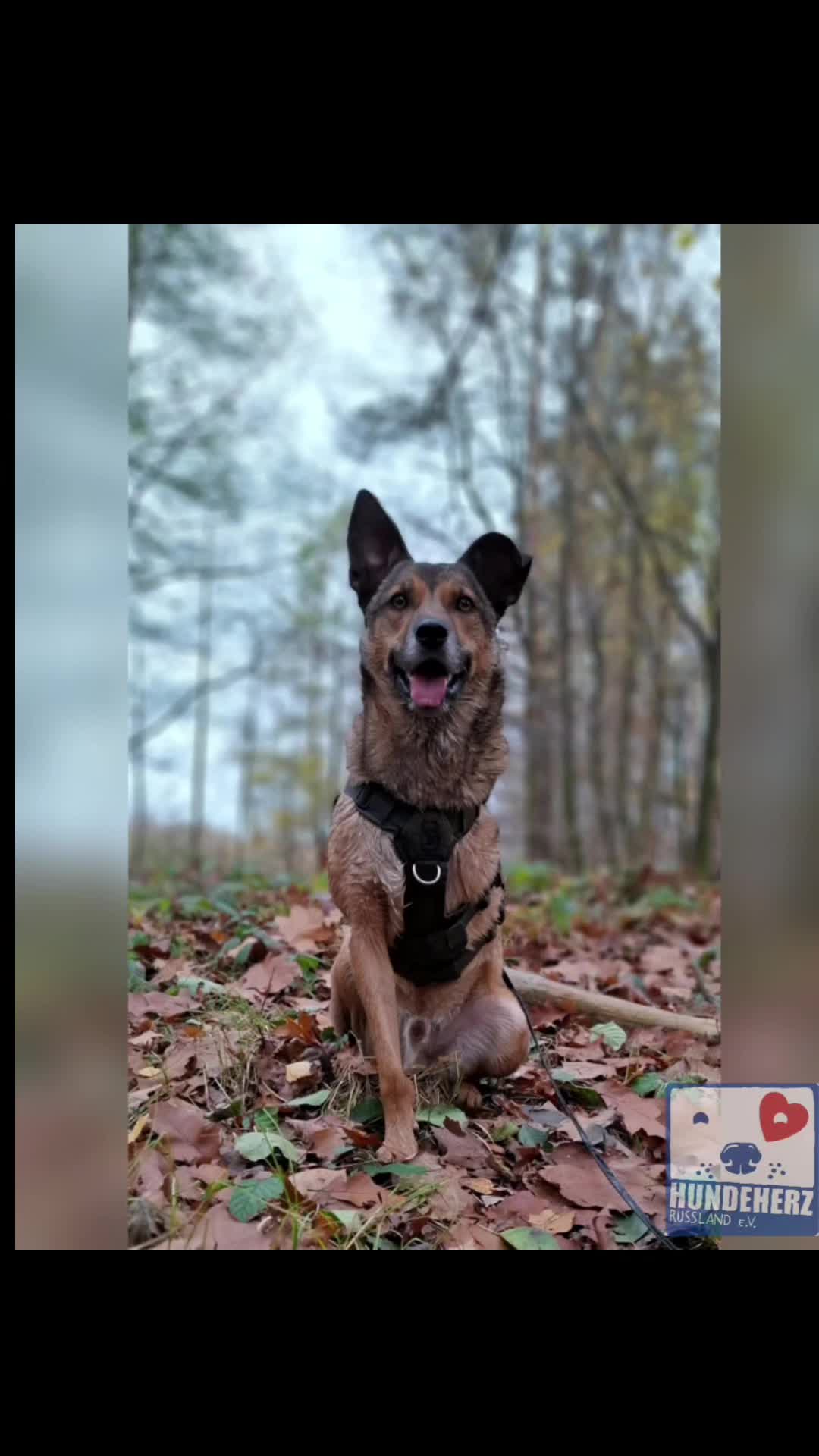 @Tierheim der Gl&uuml;ckliche