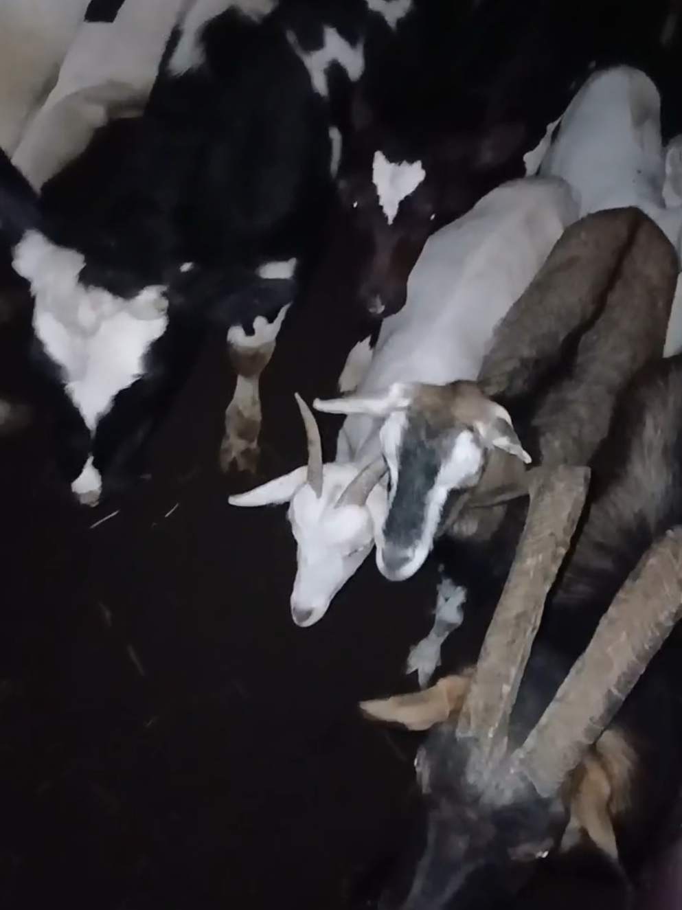 @Daily Dairy Farm Ke