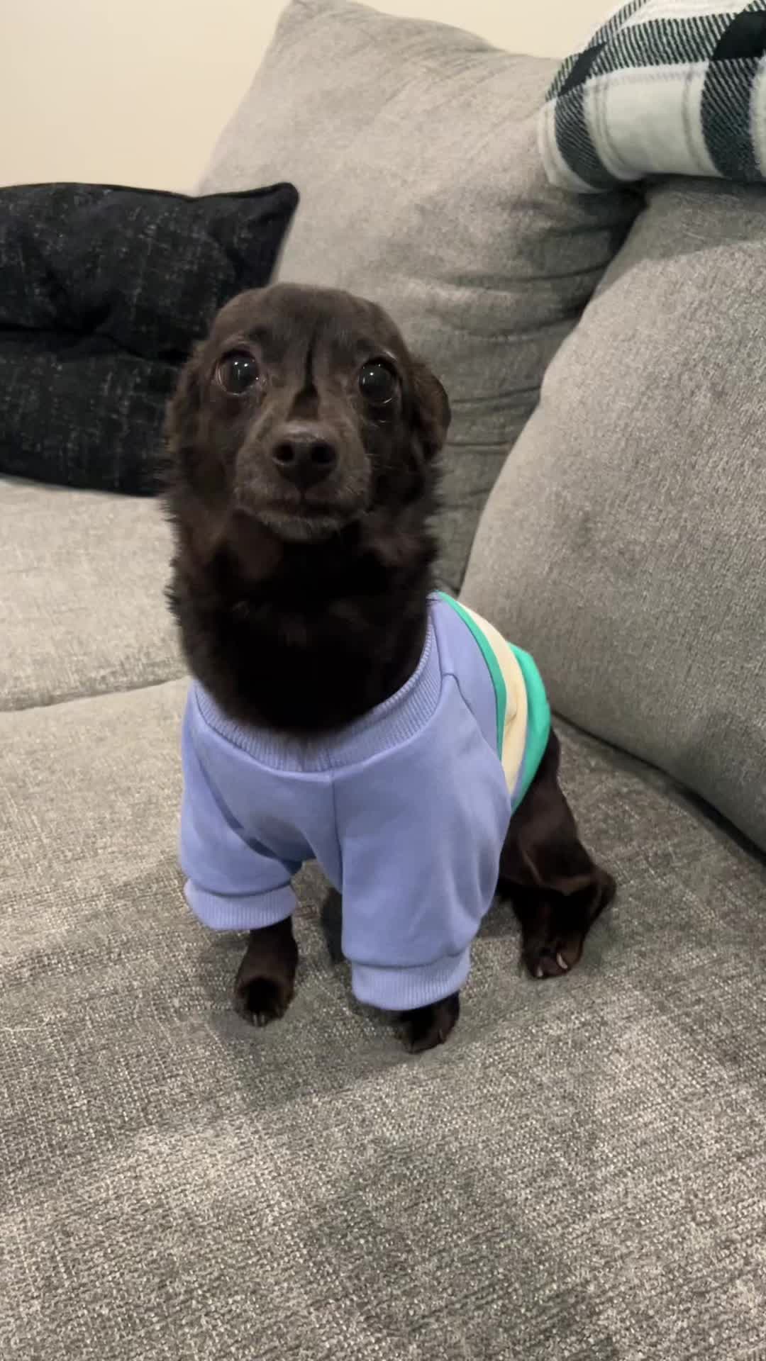 @Blackjack_Chihuahua
