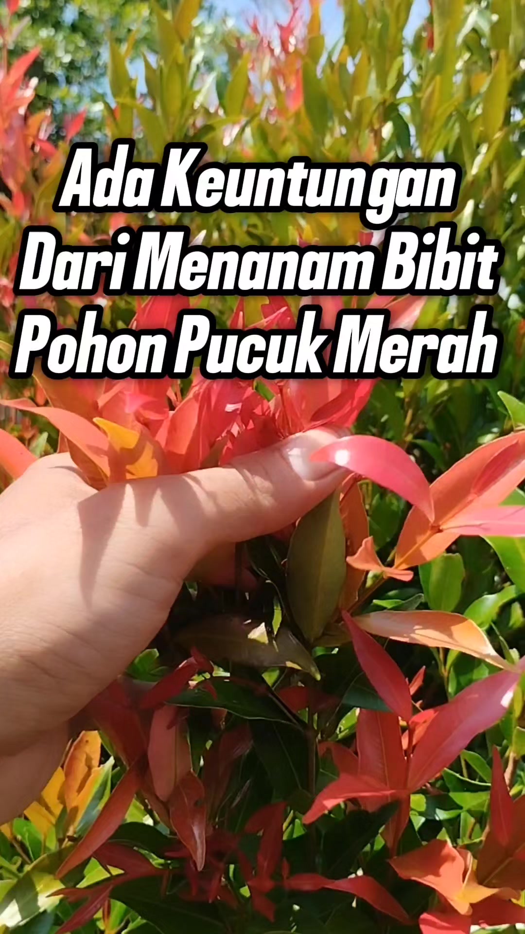 @Bukit Farming