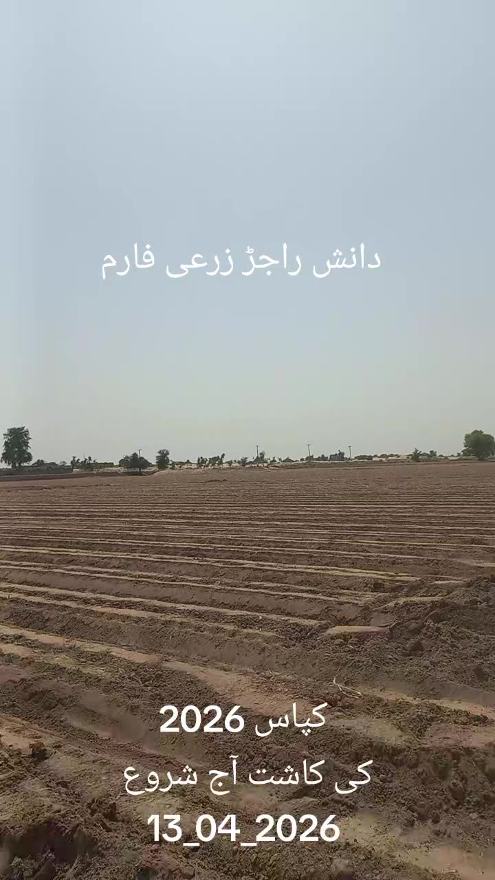 @رمضان راجڑ 294