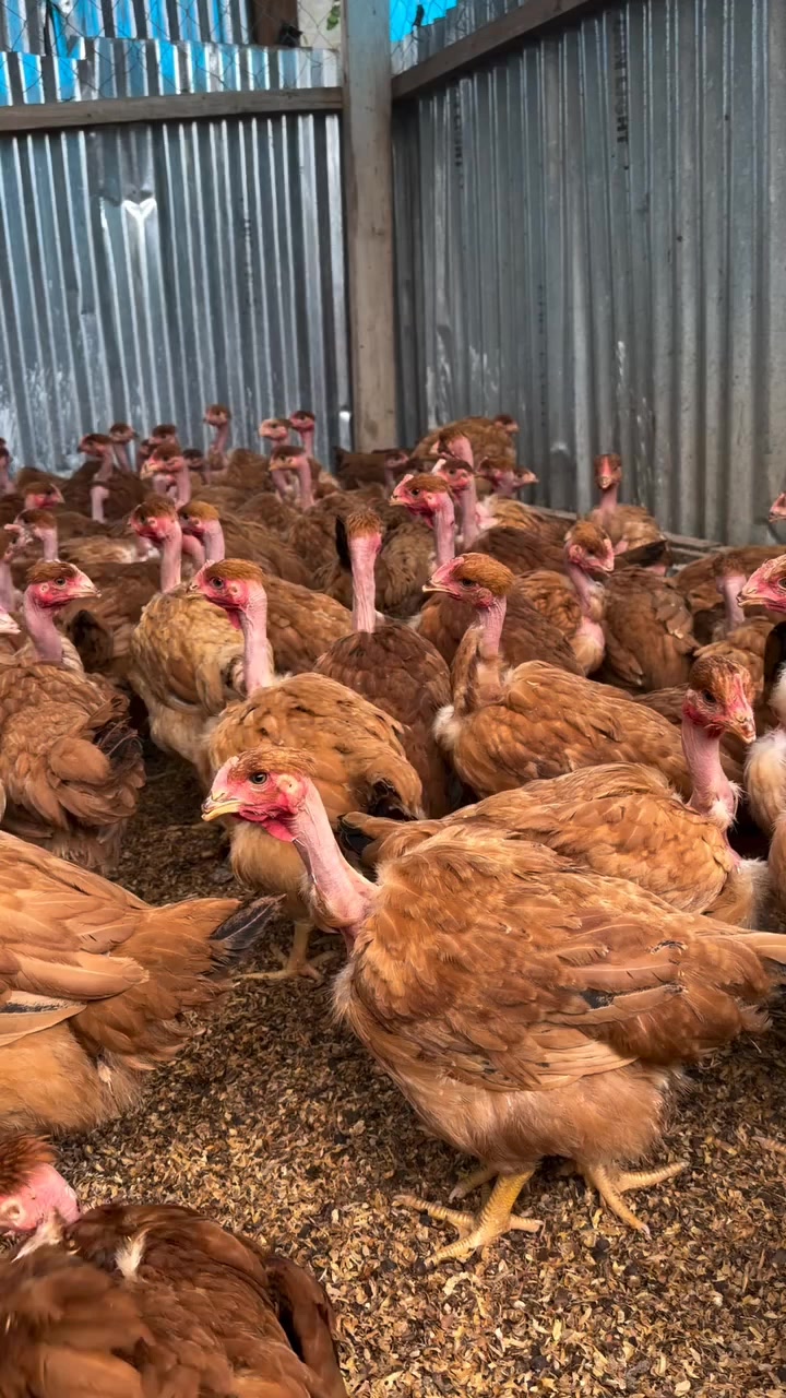 @NDIAYE-BREEDING 🐔