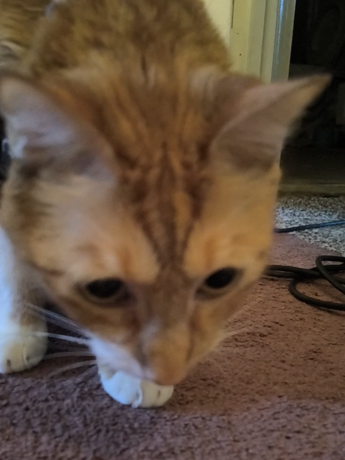 @Oskarcats