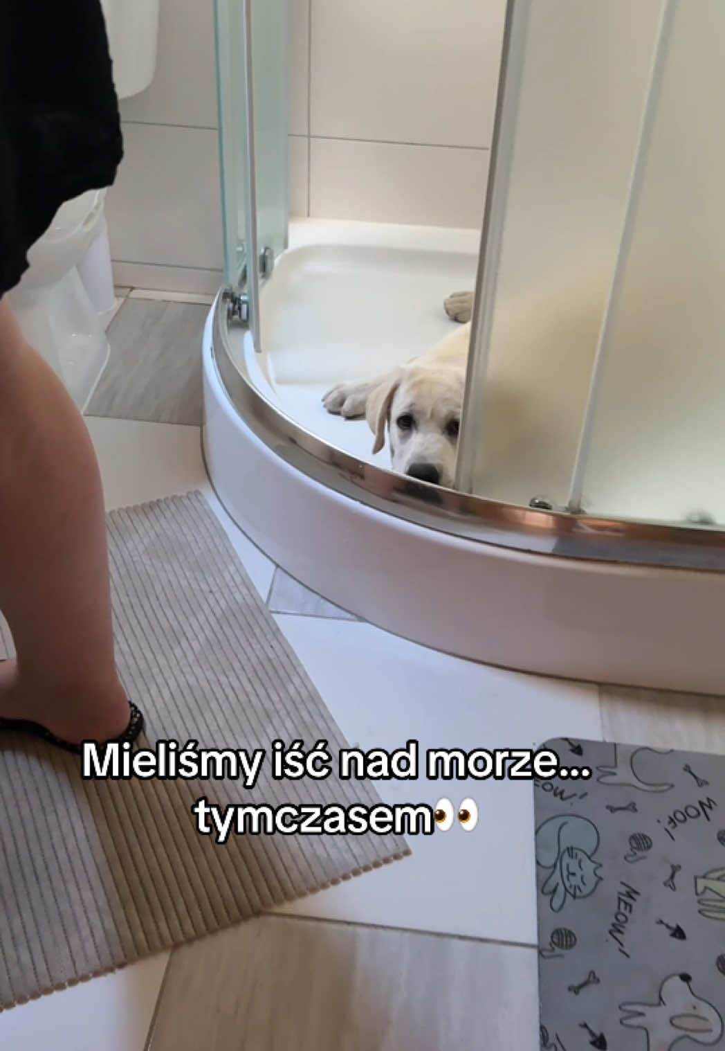 @Moonlife -Labrador Retriever