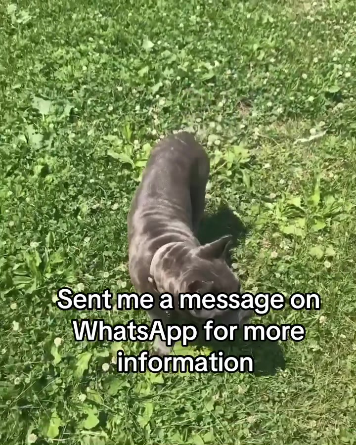 @CaneCorso