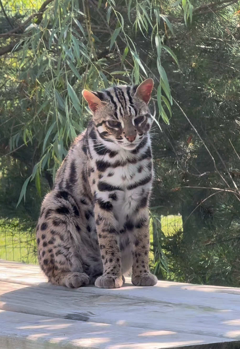 @The Wildcat Sanctuary