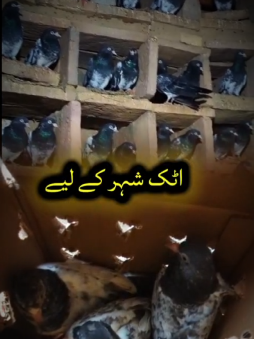 @ZahidZHB