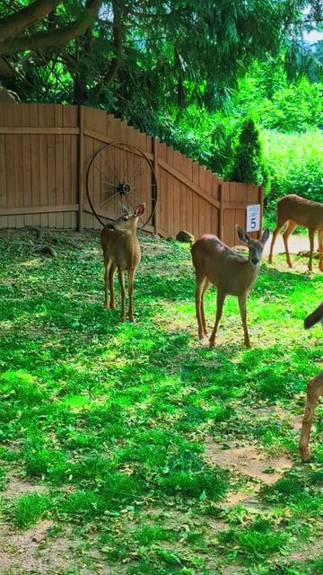 @Sharin&hearts;️🦌🌞🌛&hearts;️