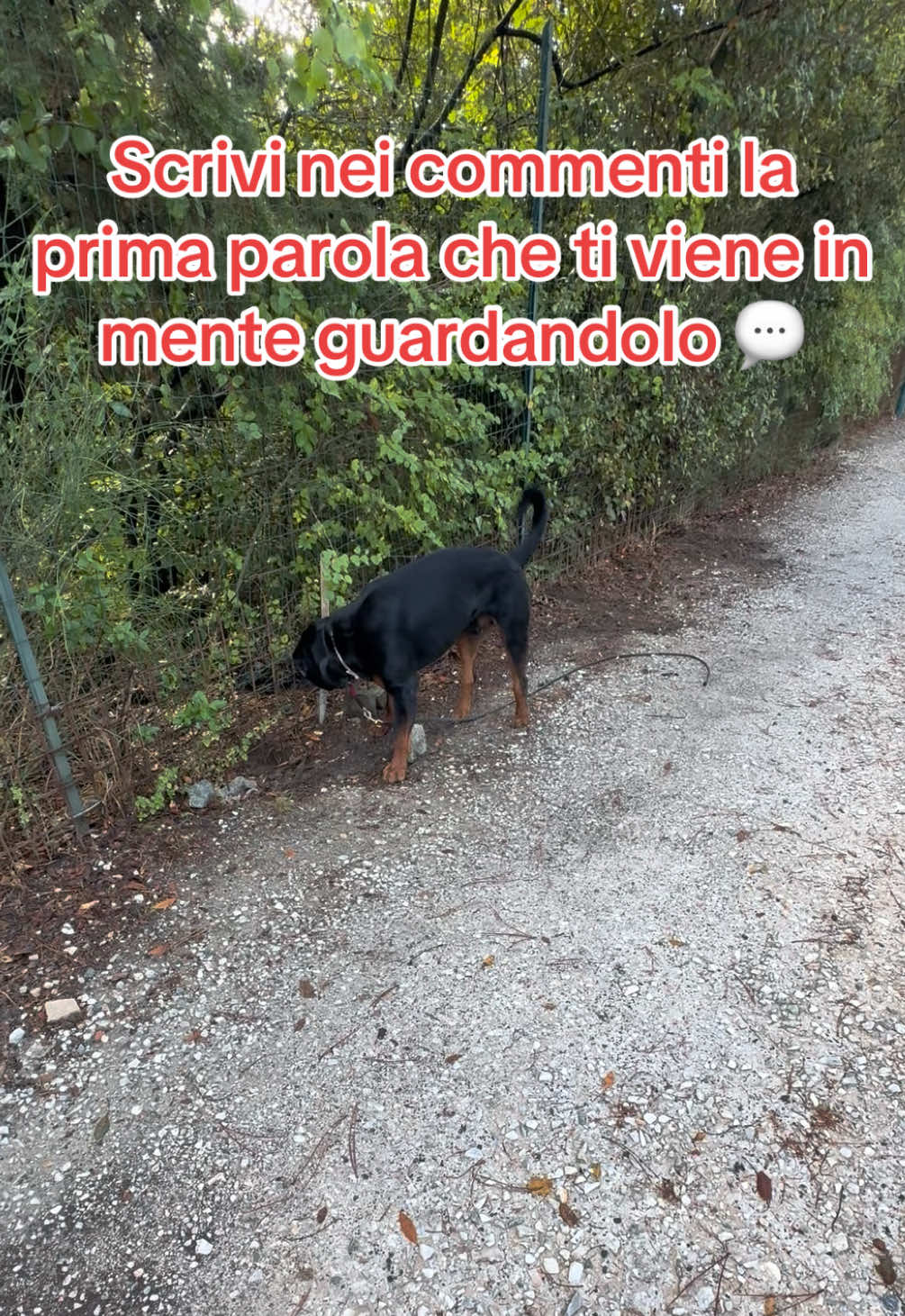 @Le avventure di Thor 🌪️ w ❤️