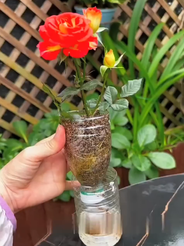 @PlantsLife