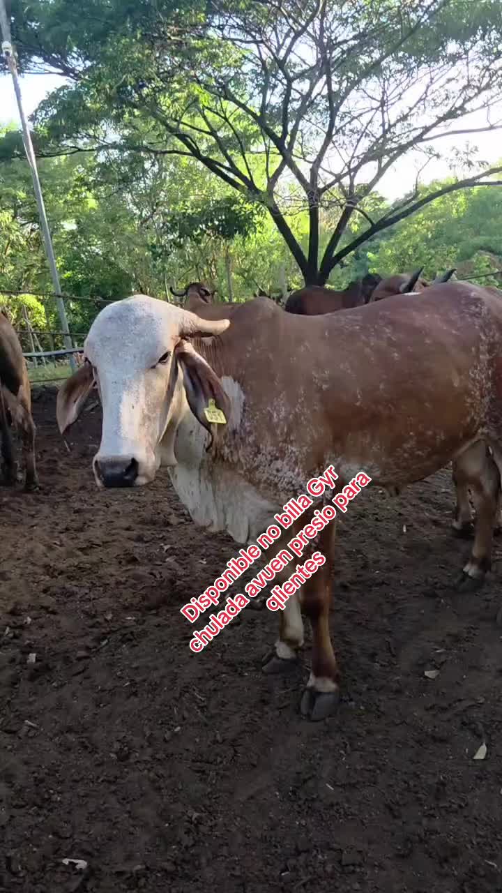 @Rancho Lopez Lopez