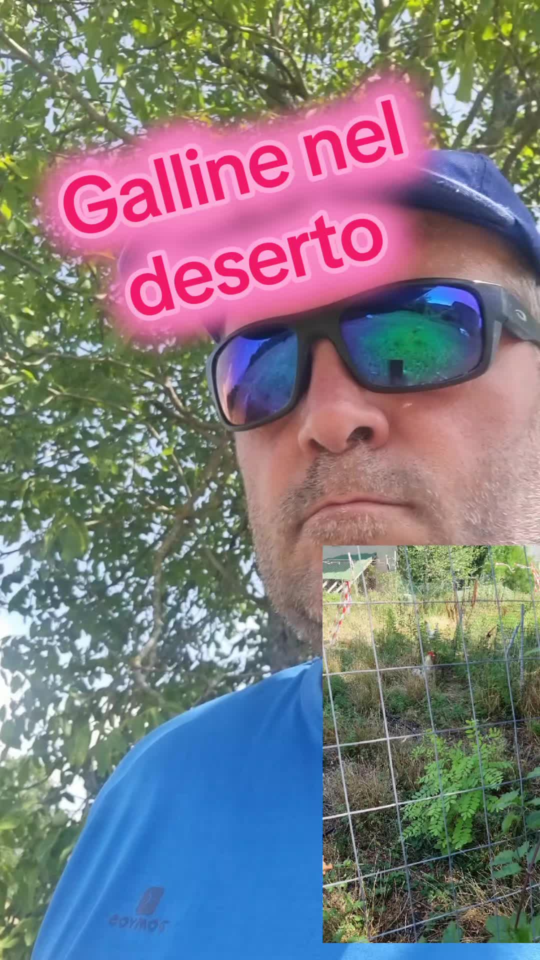 @Il leone e la gallina