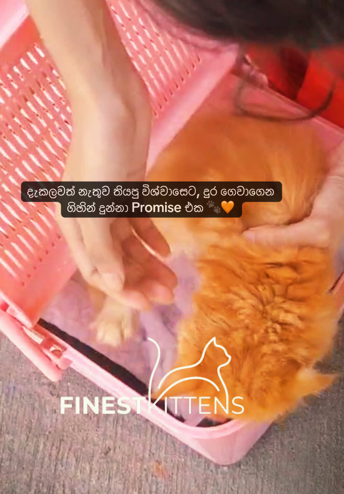 @FinestKittens