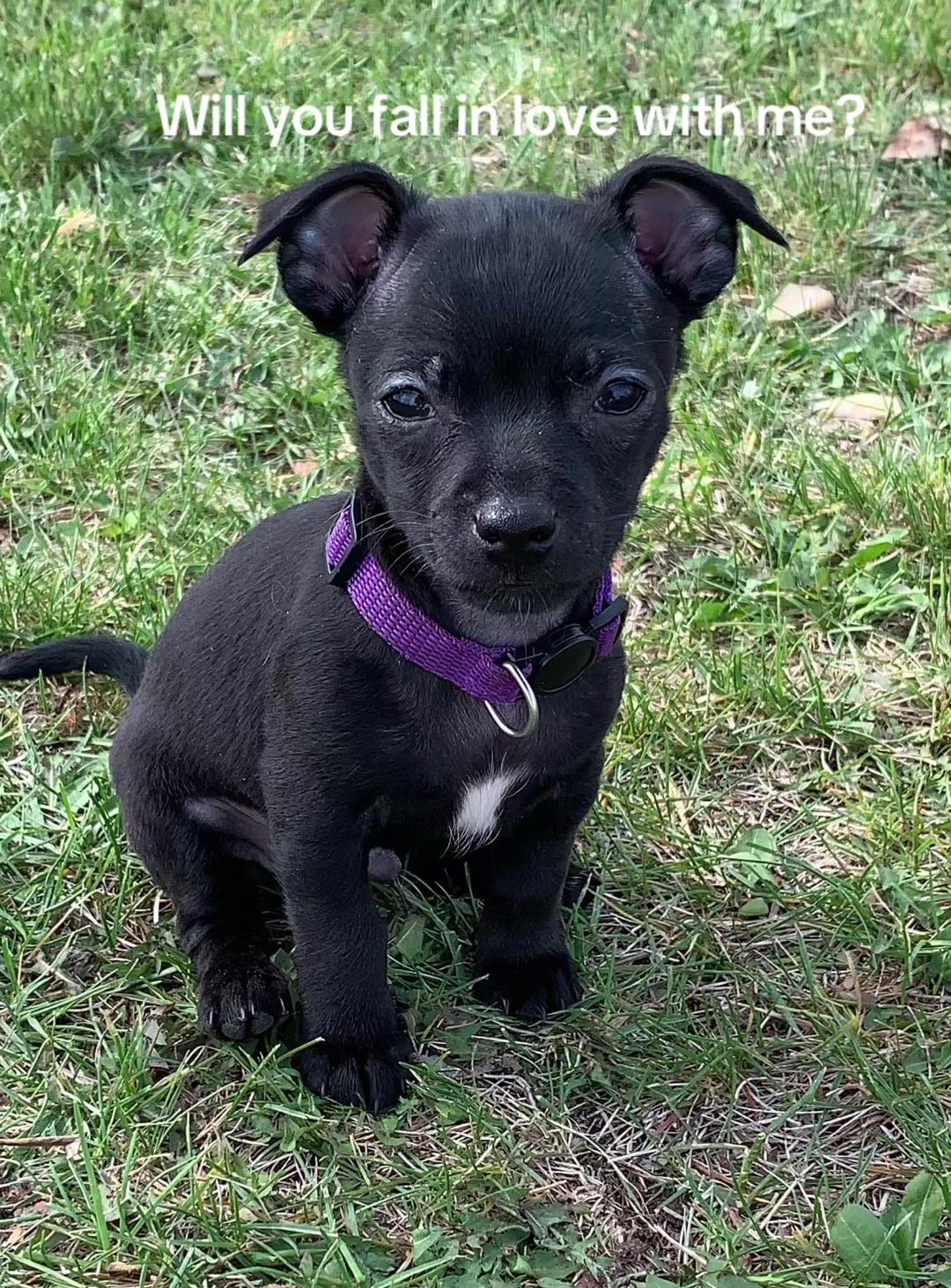 @lovinglifewithpuppies🐾🇨🇦🐾