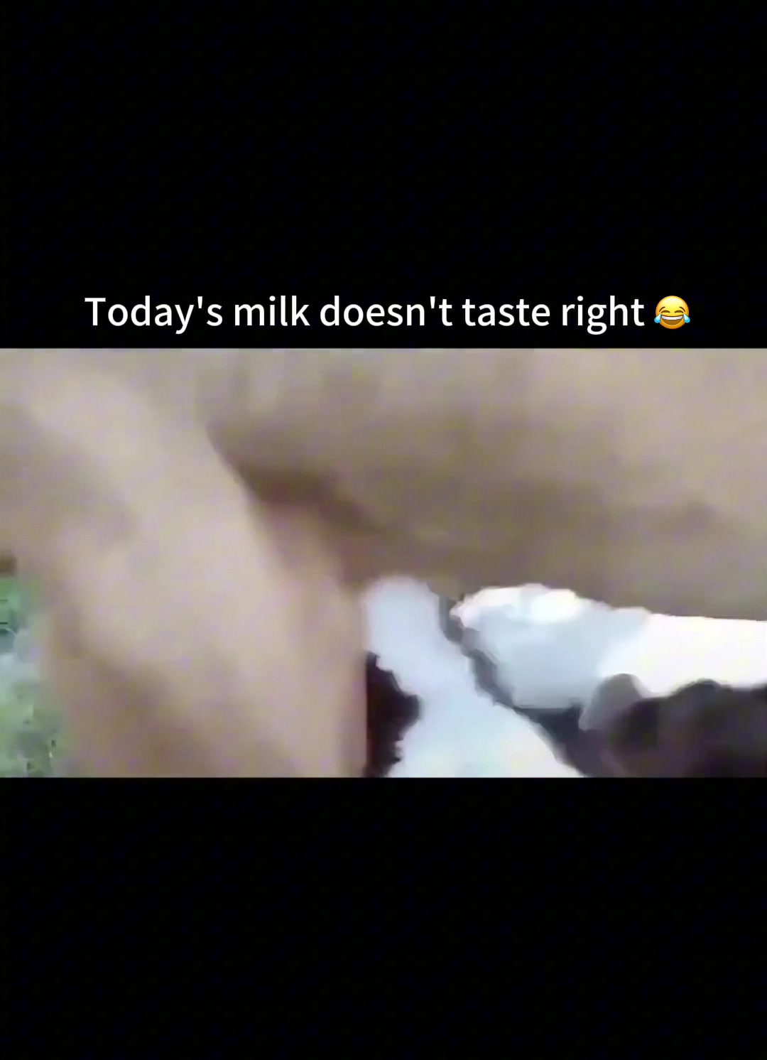 @cutepetfoodie