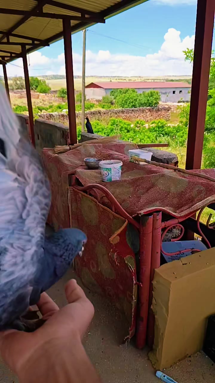 @🦅