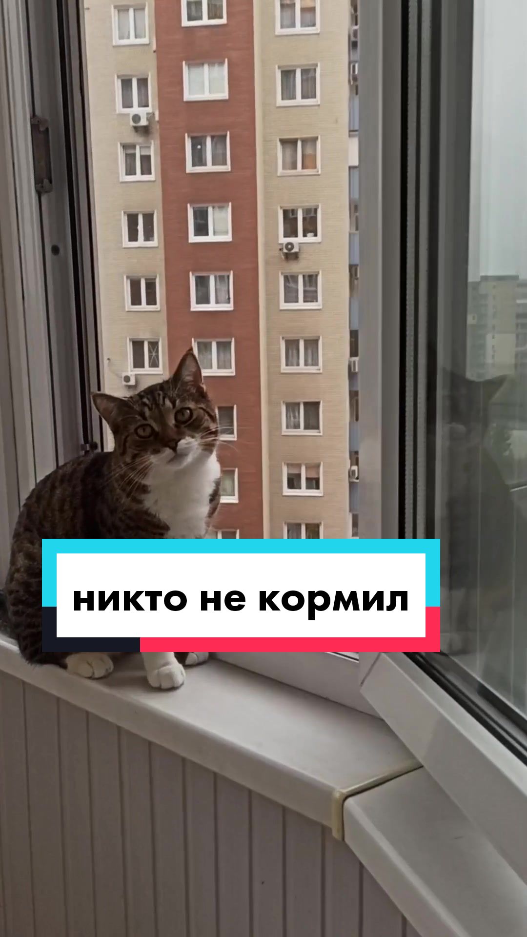 @Феликс & Кото-Семья