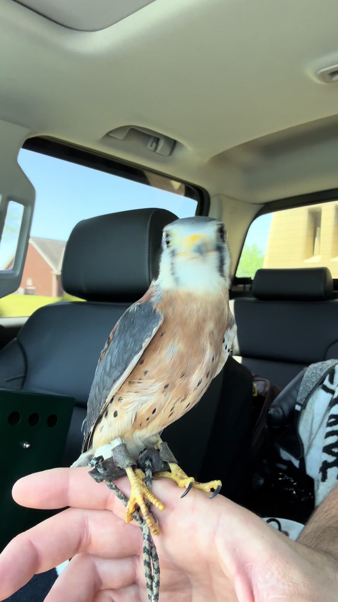 @jonesfalconry