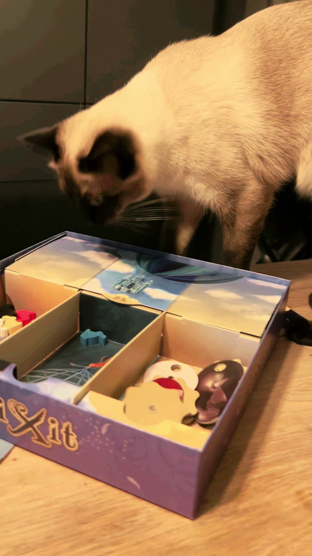 @Blueberry Eyes Cat