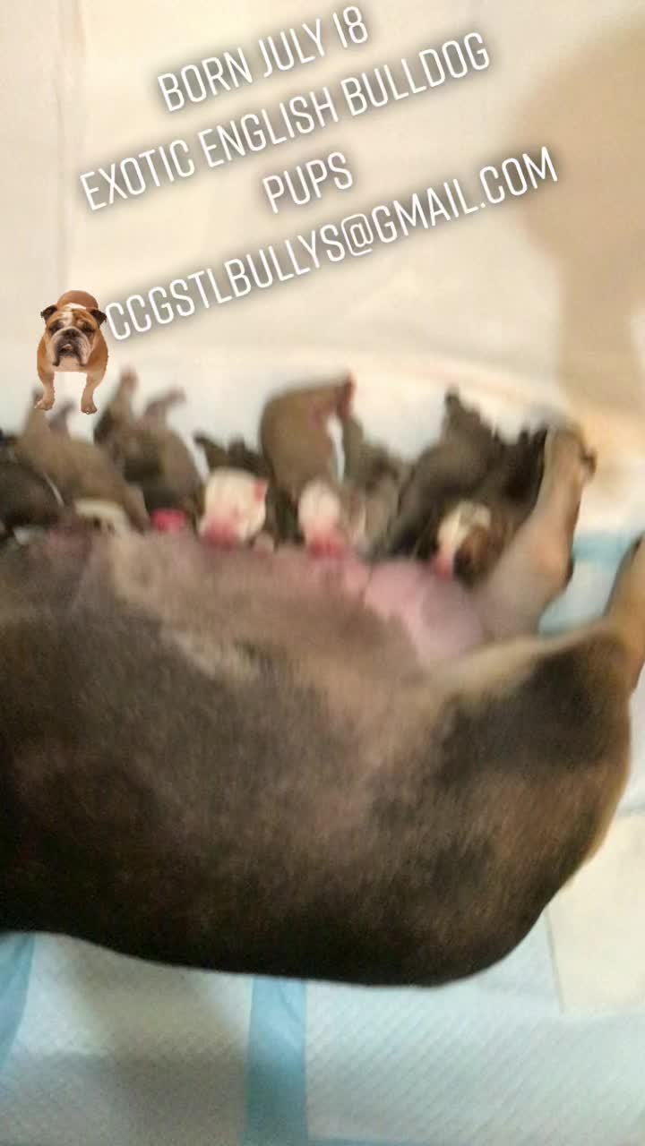 @CCG BULLDOGS