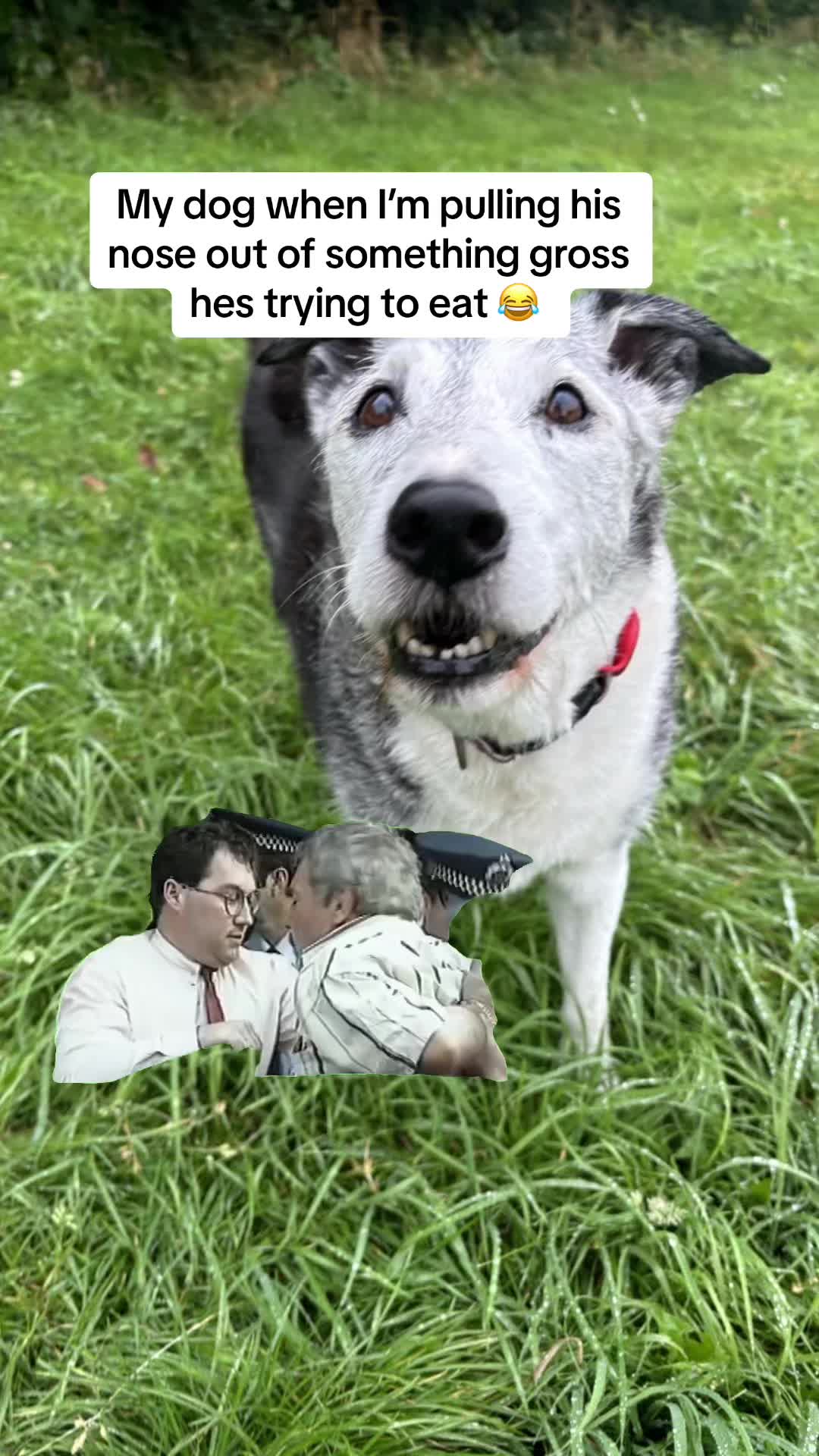 @Jamie of Burnsbys Walkies