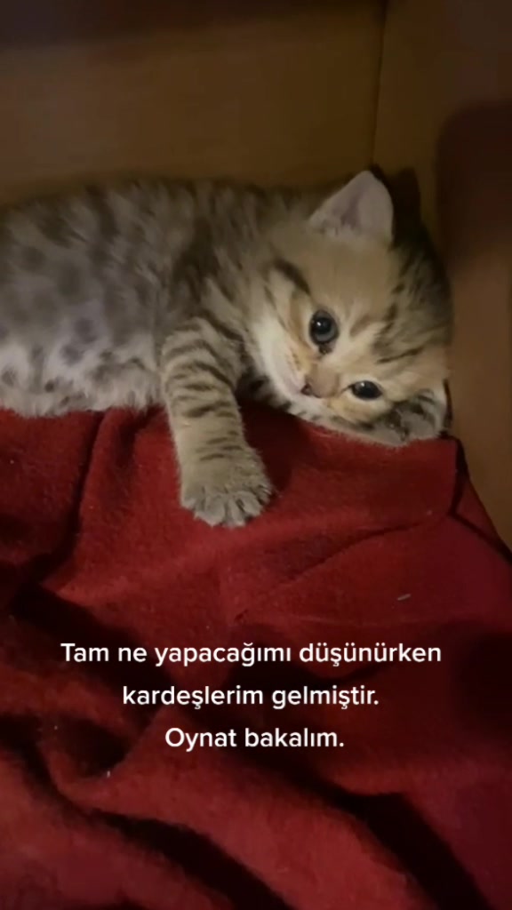 @Siri