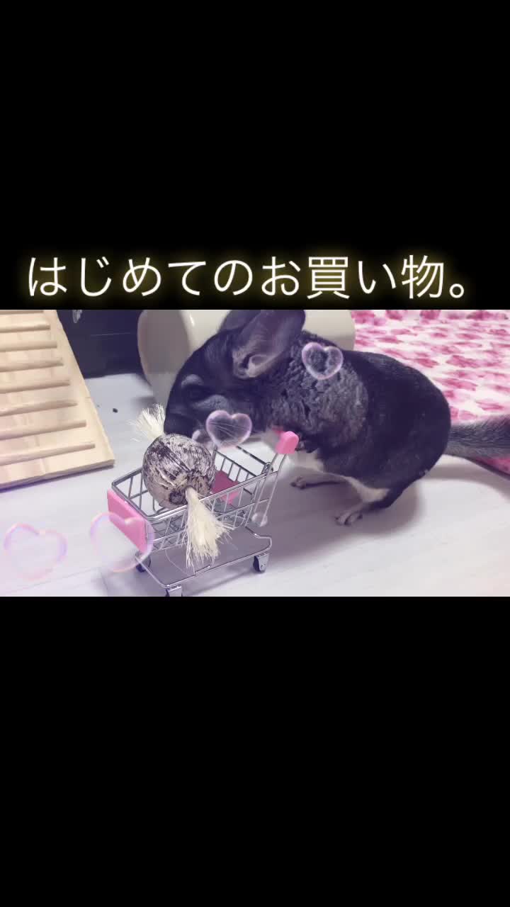 @ゆに♀チンチラ