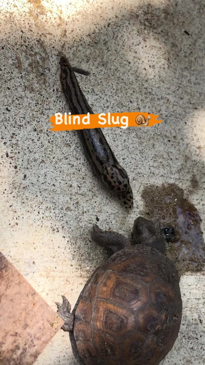 @Eastern Box Turtle