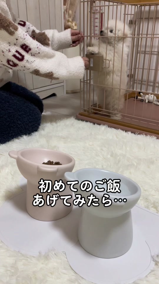 @ぽてたぬブラザーズ