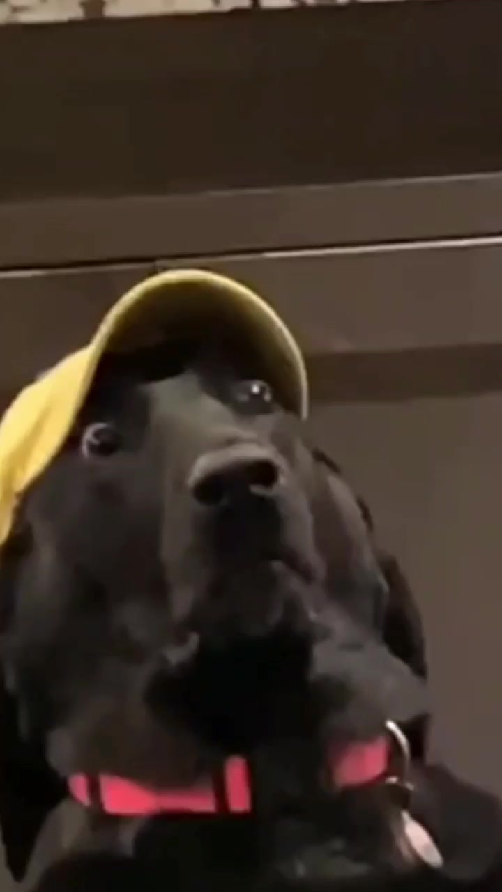 @funny videos
