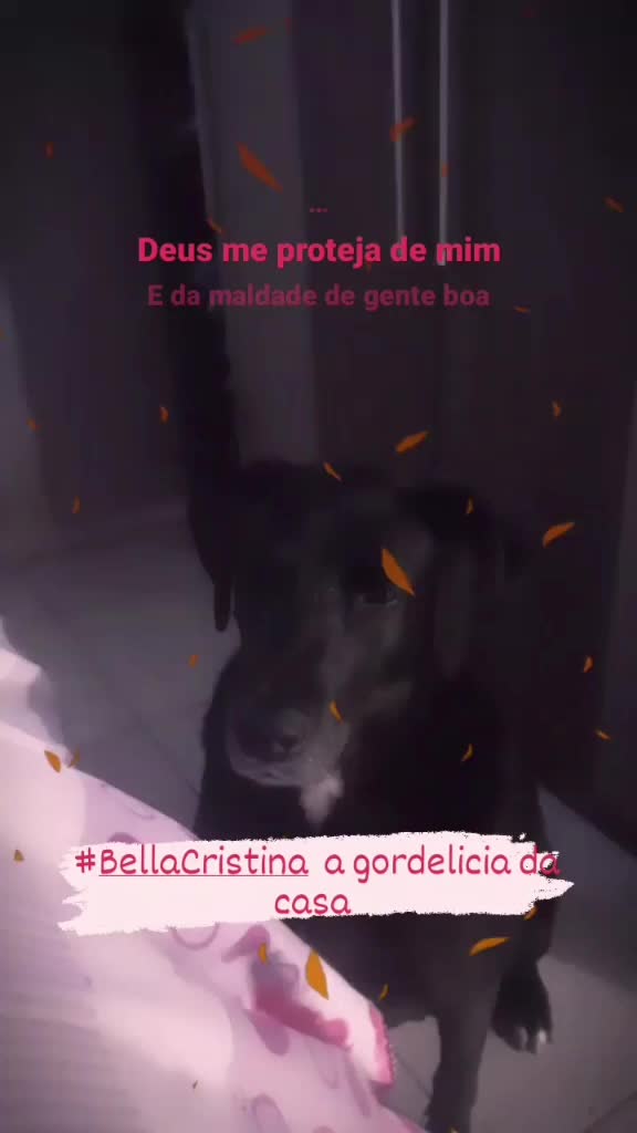@gurias de apartamento pet🐶