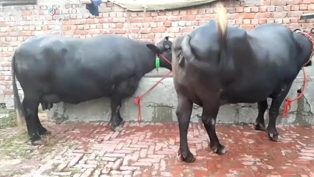 @Moostory