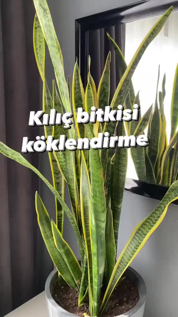 @🇹🇷Sebahat🇹🇷