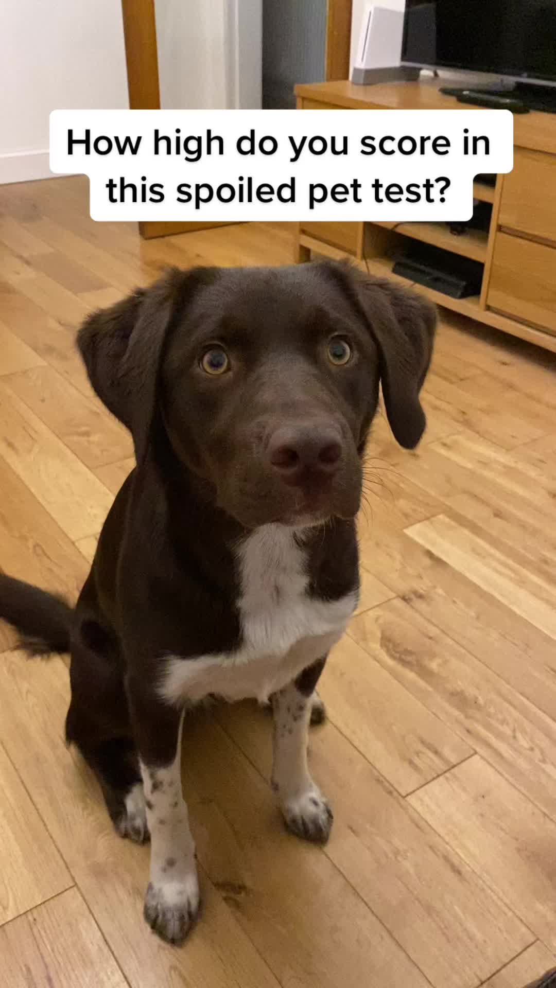 @Kali the Collie Labrador
