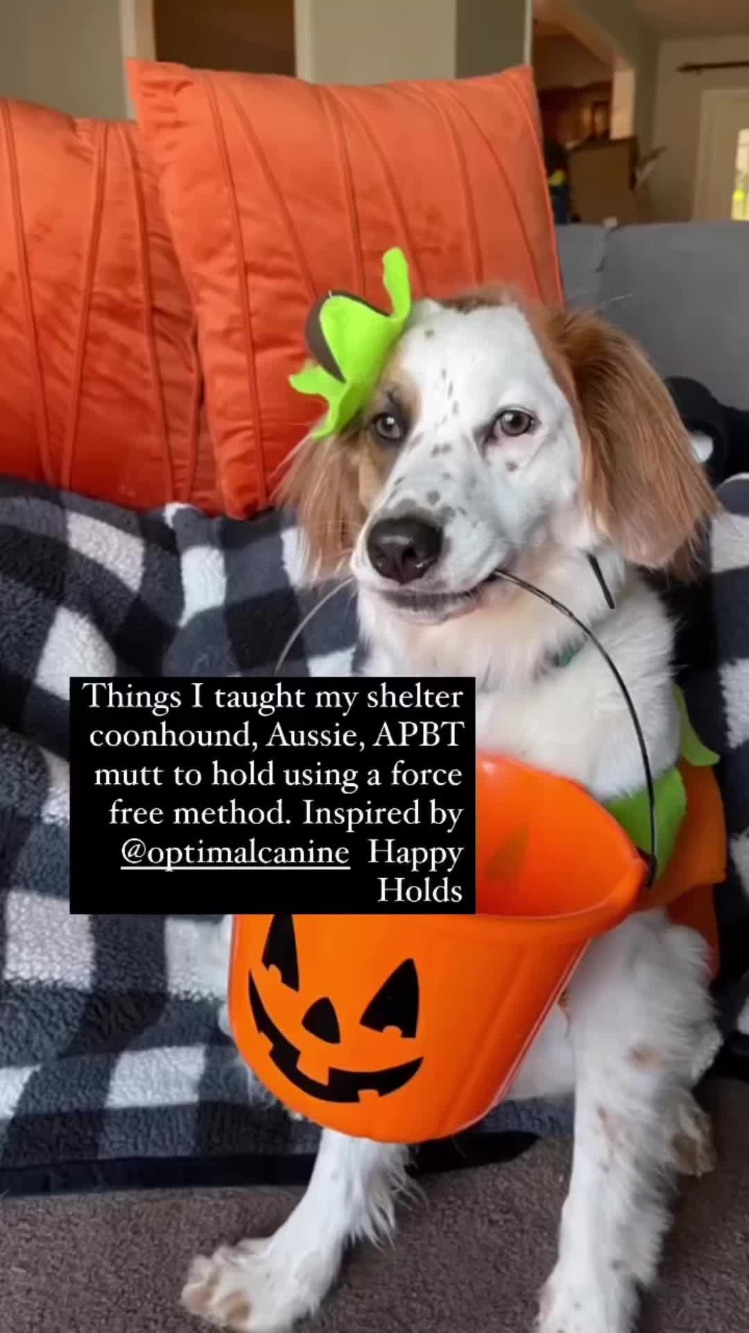 @sentientsparky