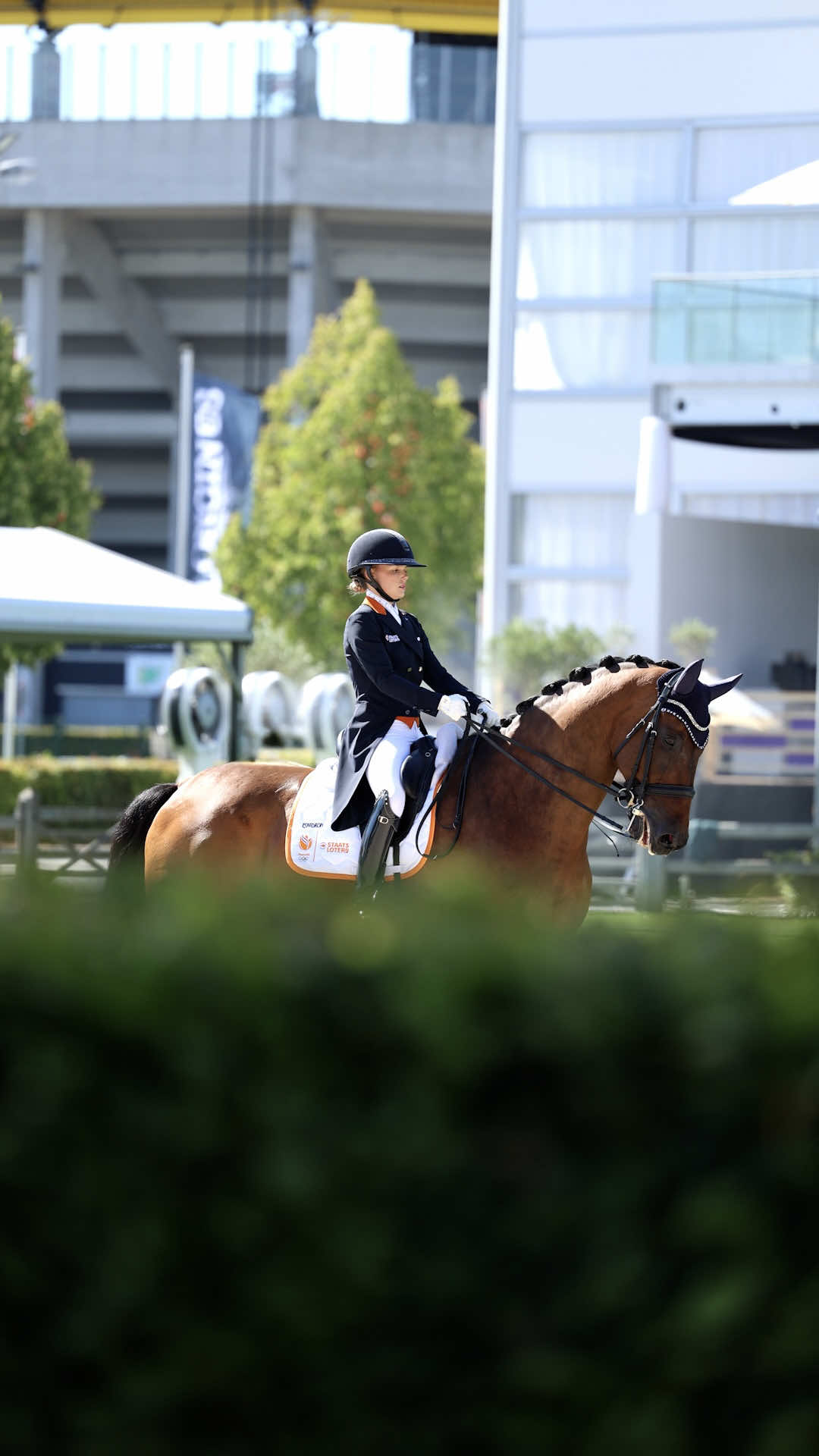 @Maximilian Equestrian