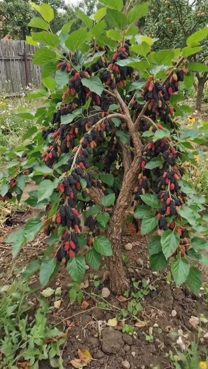 @Sumi ghimire (लक्ष्मी)🇳🇵🇪🇸