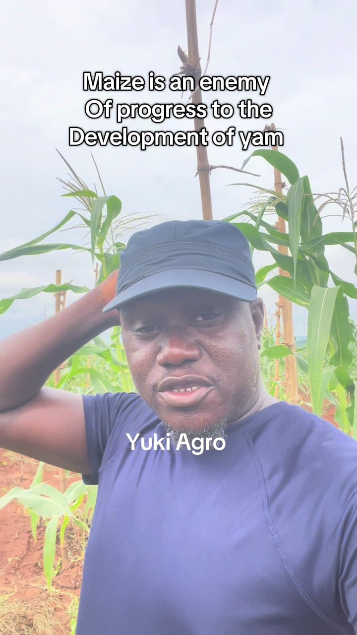 @BabaObaTv @Yuki Agro limited