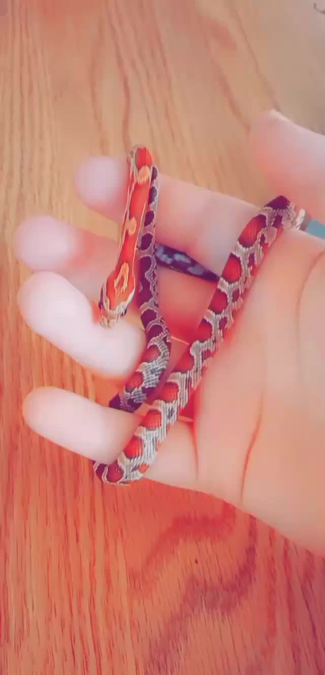@lainypop420