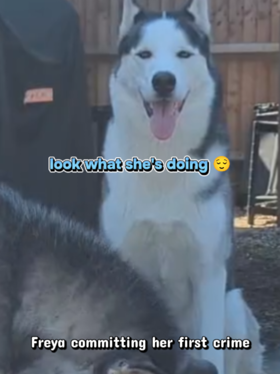 @Freya & Kuma