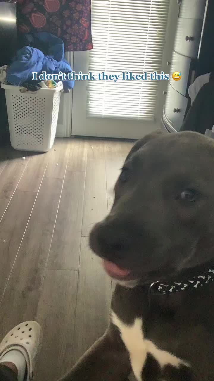 @canecorso_bluandoreo