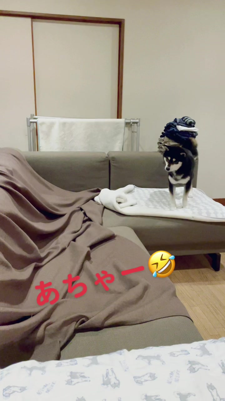 @☀️黒柴犬ひめ☀️