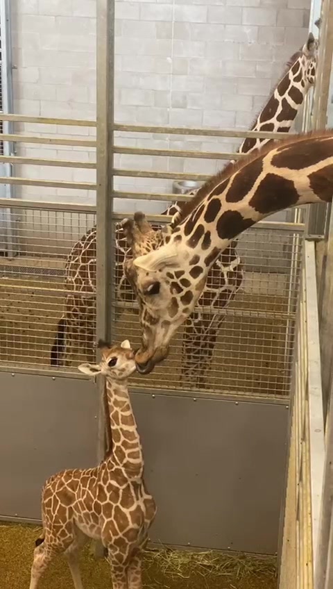 @okczoo